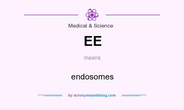 What does EE mean? It stands for endosomes