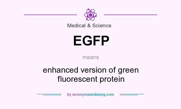What does EGFP mean? It stands for enhanced version of green fluorescent protein
