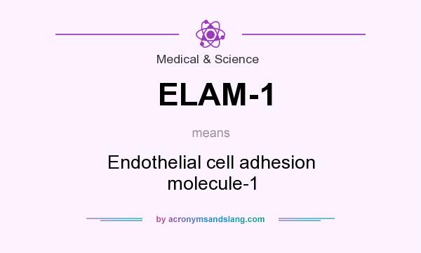 What does ELAM-1 mean? It stands for Endothelial cell adhesion molecule-1