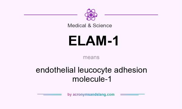 What does ELAM-1 mean? It stands for endothelial leucocyte adhesion molecule-1