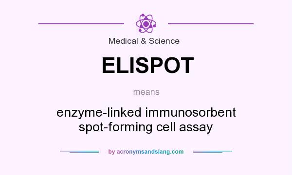 What does ELISPOT mean? It stands for enzyme-linked immunosorbent spot-forming cell assay