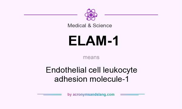 What does ELAM-1 mean? It stands for Endothelial cell leukocyte adhesion molecule-1