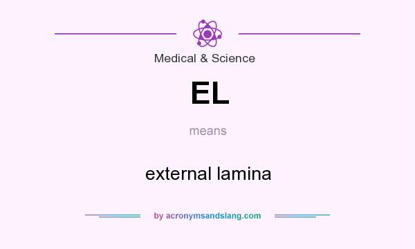 What does EL mean? It stands for external lamina