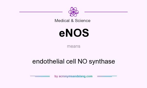 What does eNOS mean? It stands for endothelial cell NO synthase