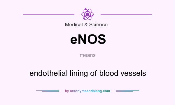 What does eNOS mean? It stands for endothelial lining of blood vessels