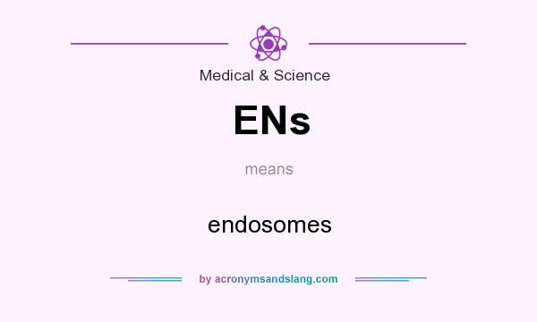 What does ENs mean? It stands for endosomes