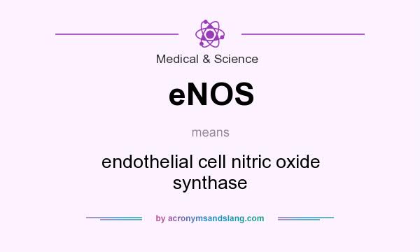 What does eNOS mean? It stands for endothelial cell nitric oxide synthase