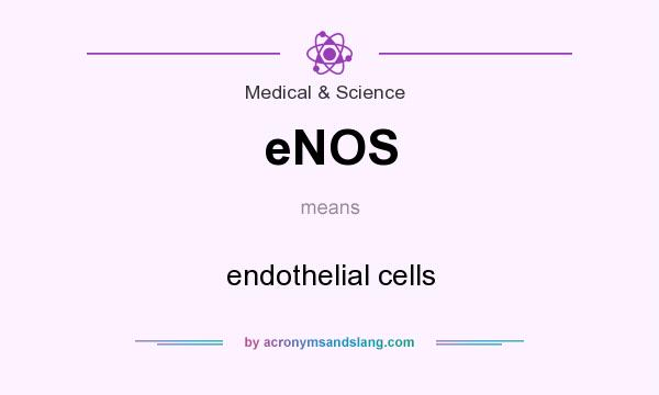 What does eNOS mean? It stands for endothelial cells