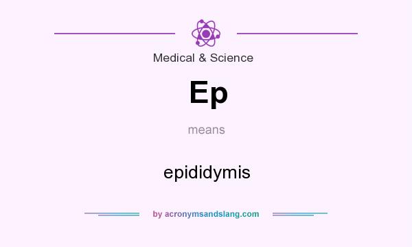 What does Ep mean? It stands for epididymis