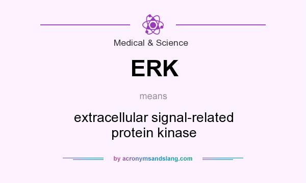What does ERK mean? It stands for extracellular signal-related protein kinase