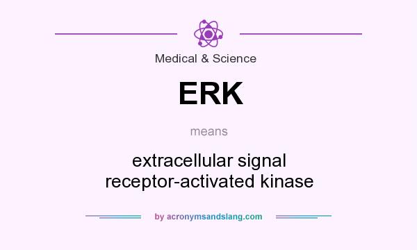 What does ERK mean? It stands for extracellular signal receptor-activated kinase