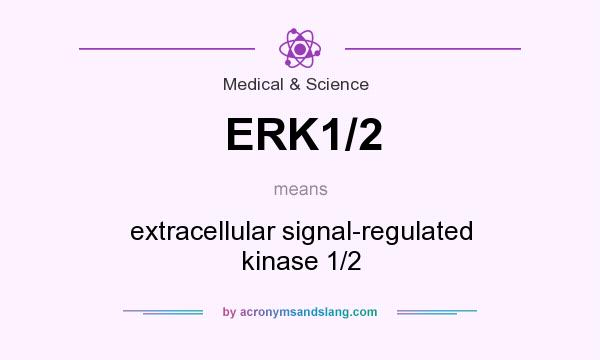 What does ERK1/2 mean? It stands for extracellular signal-regulated kinase 1/2