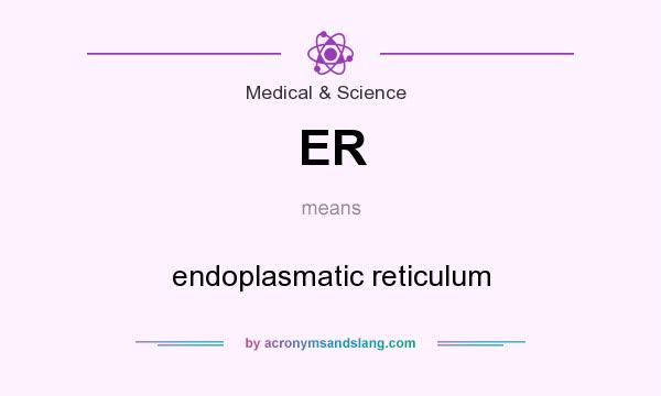 What does ER mean? It stands for endoplasmatic reticulum