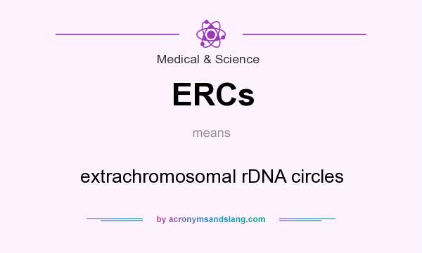 What does ERCs mean? It stands for extrachromosomal rDNA circles