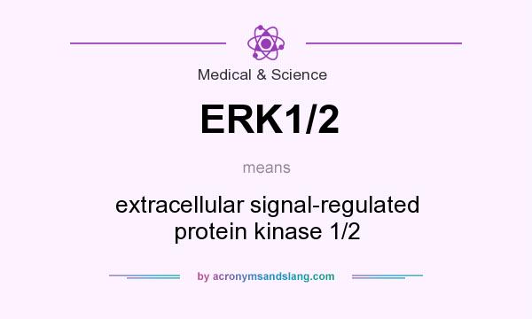 What does ERK1/2 mean? It stands for extracellular signal-regulated protein kinase 1/2