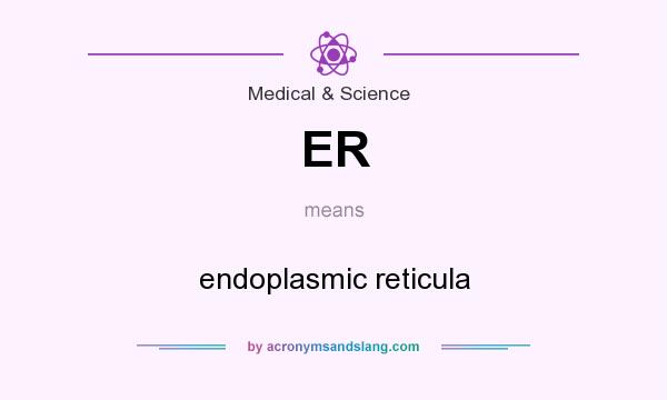 What does ER mean? It stands for endoplasmic reticula