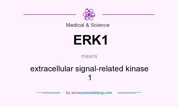 What does ERK1 mean? It stands for extracellular signal-related kinase 1