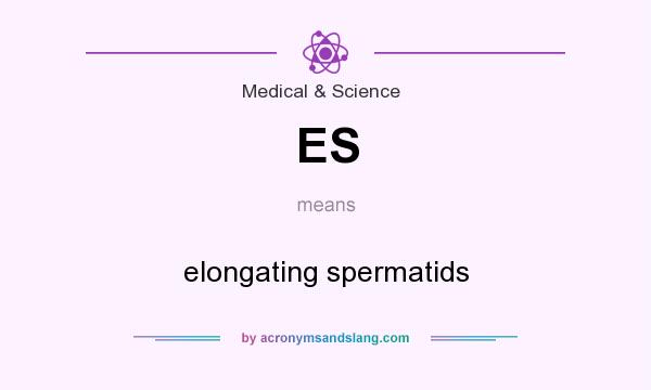 What does ES mean? It stands for elongating spermatids