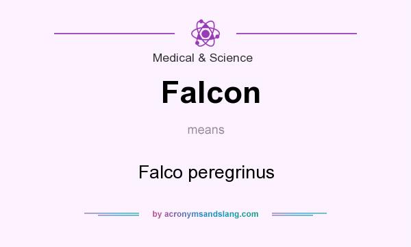 What does Falcon mean? It stands for Falco peregrinus