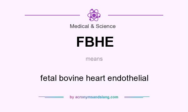What does FBHE mean? It stands for fetal bovine heart endothelial