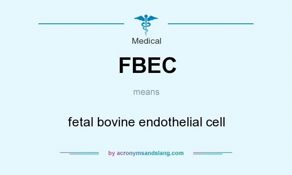 What does FBEC mean? It stands for fetal bovine endothelial cell