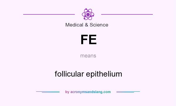 What does FE mean? It stands for follicular epithelium