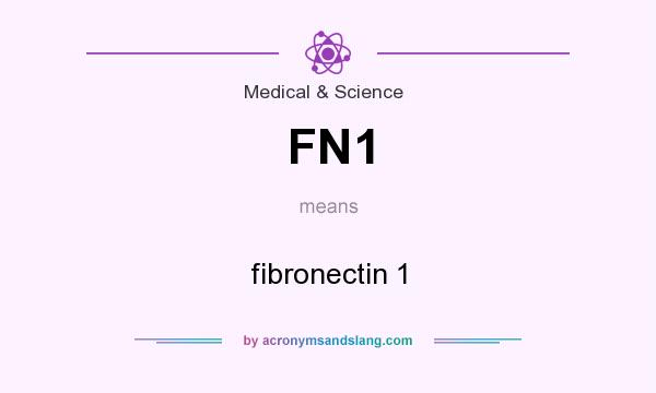 What does FN1 mean? It stands for fibronectin 1