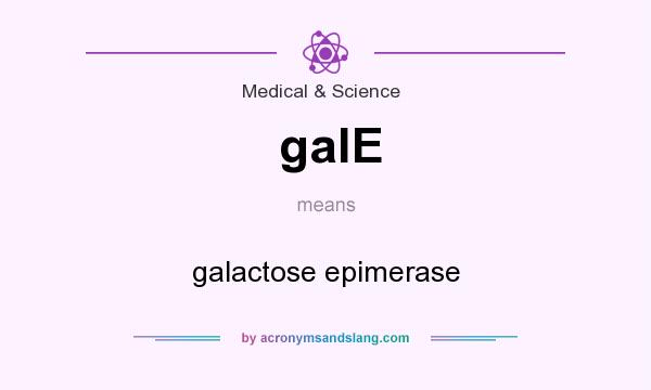 What does galE mean? It stands for galactose epimerase
