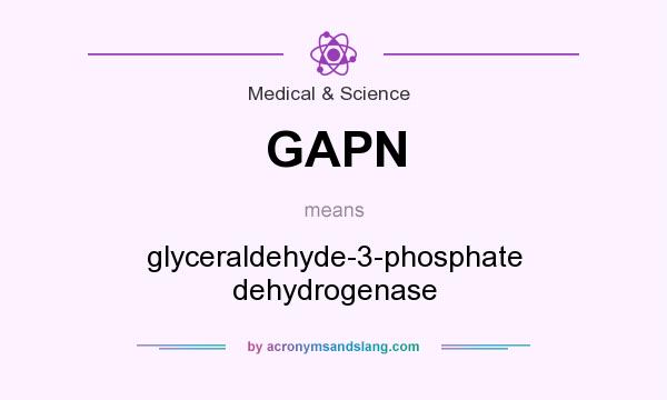 What does GAPN mean? It stands for glyceraldehyde-3-phosphate dehydrogenase