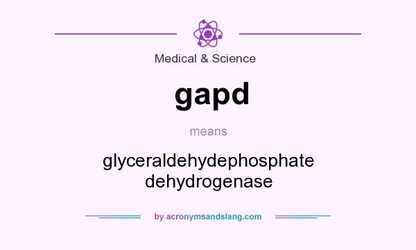 What does gapd mean? It stands for glyceraldehydephosphate dehydrogenase