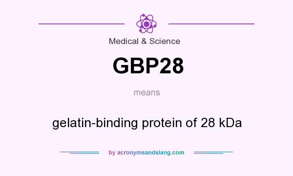What does GBP28 mean? It stands for gelatin-binding protein of 28 kDa