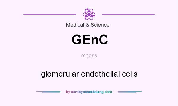 What does GEnC mean? It stands for glomerular endothelial cells