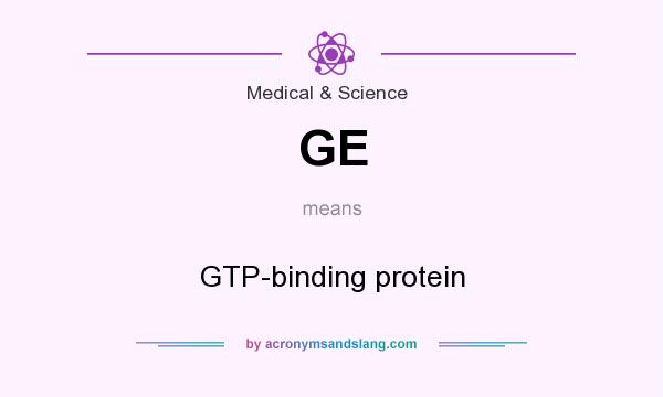 What does GE mean? It stands for GTP-binding protein