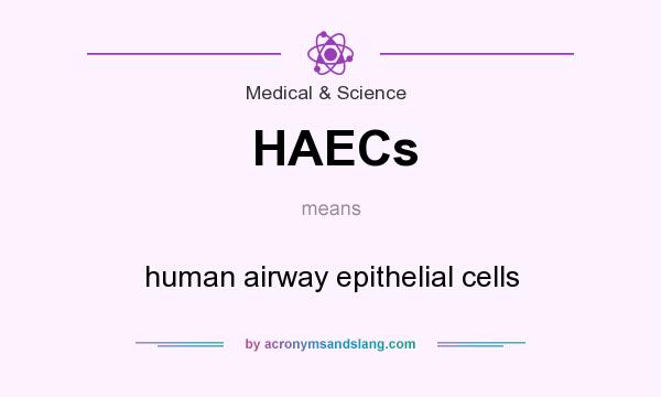 What does HAECs mean? It stands for human airway epithelial cells