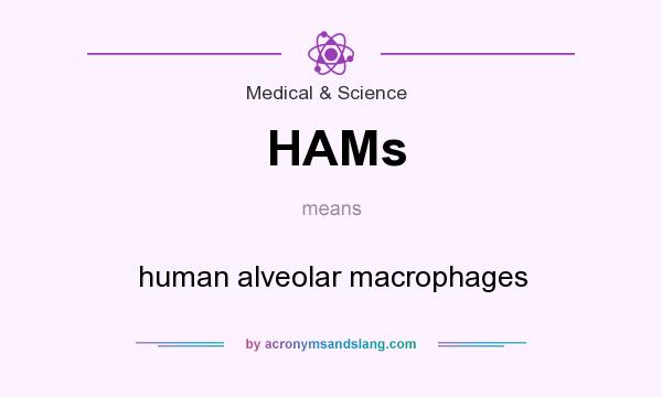What does HAMs mean? It stands for human alveolar macrophages