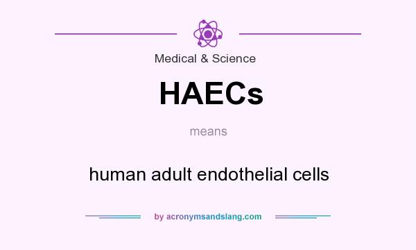 What does HAECs mean? It stands for human adult endothelial cells