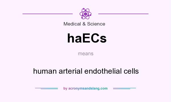 What does haECs mean? It stands for human arterial endothelial cells