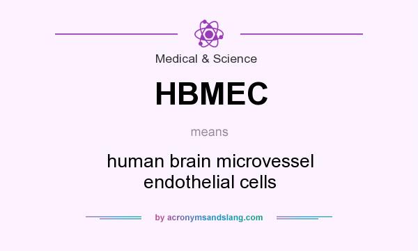 What does HBMEC mean? It stands for human brain microvessel endothelial cells