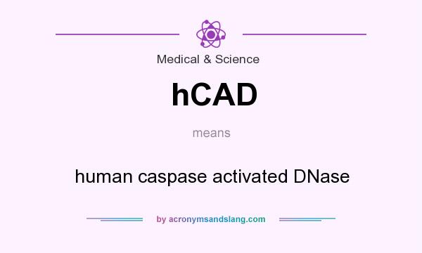 What does hCAD mean? It stands for human caspase activated DNase