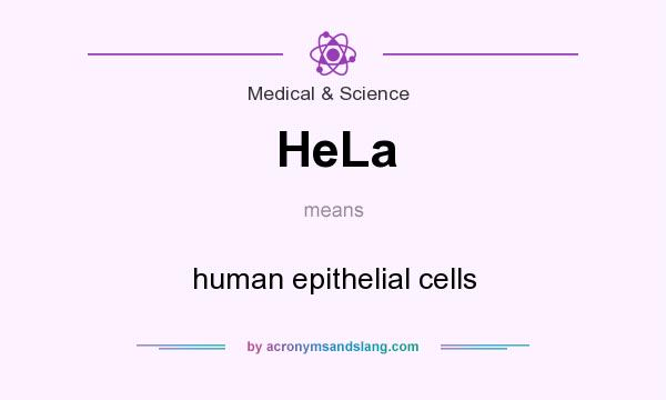 What does HeLa mean? It stands for human epithelial cells