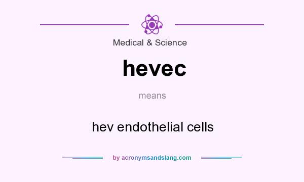 What does hevec mean? It stands for hev endothelial cells