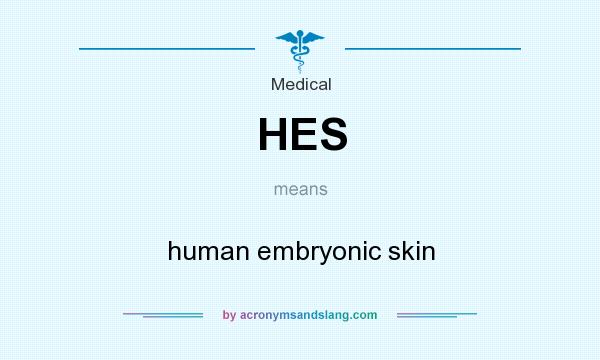 What does HES mean? It stands for human embryonic skin