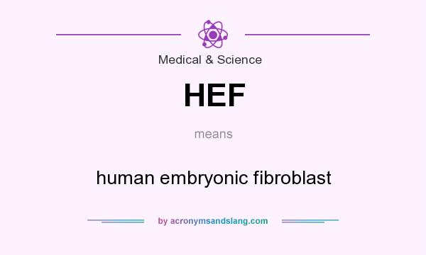 What does HEF mean? It stands for human embryonic fibroblast