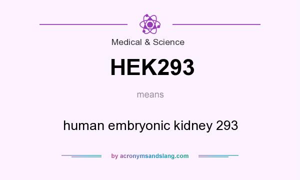 What does HEK293 mean? It stands for human embryonic kidney 293