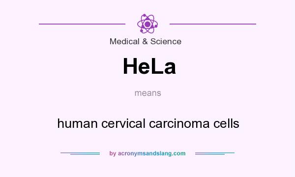 What does HeLa mean? It stands for human cervical carcinoma cells