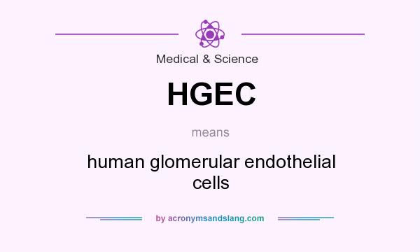 What does HGEC mean? It stands for human glomerular endothelial cells