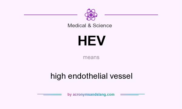 What does HEV mean? It stands for high endothelial vessel