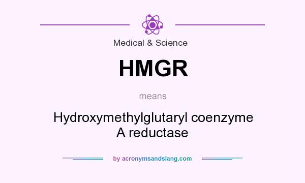 What does HMGR mean? It stands for Hydroxymethylglutaryl coenzyme A reductase