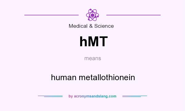 What does hMT mean? It stands for human metallothionein