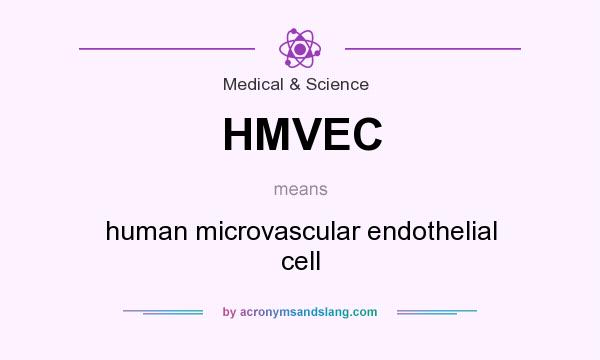 What does HMVEC mean? It stands for human microvascular endothelial cell